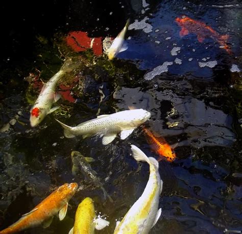 鯉魚吉祥話|【鯉魚寓意】鯉魚寓意翻身飛躍，化龍成吉祥！